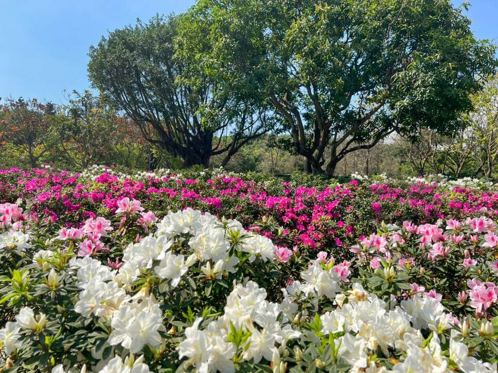 台北杜鵑花季迎接陽光燦爛盛開