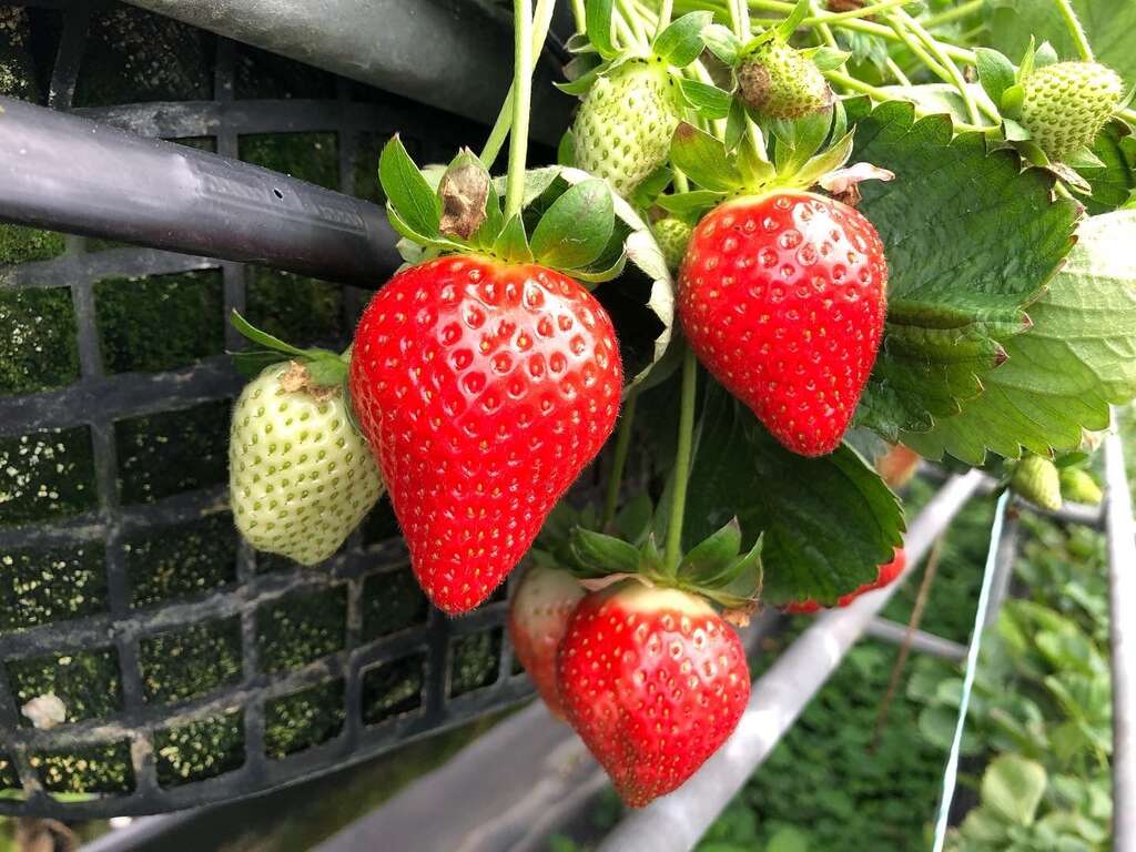 2022内湖草莓季