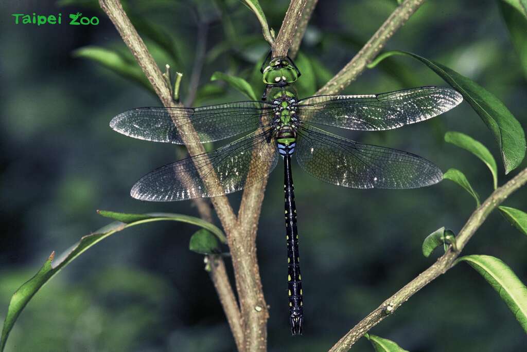 蜻蜓停棲時雙翅平放在身體兩側