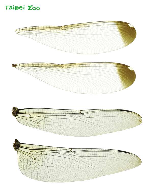 豆娘前後翅形状相似(上2) 蜻蜓前後翅形状不同(下2)