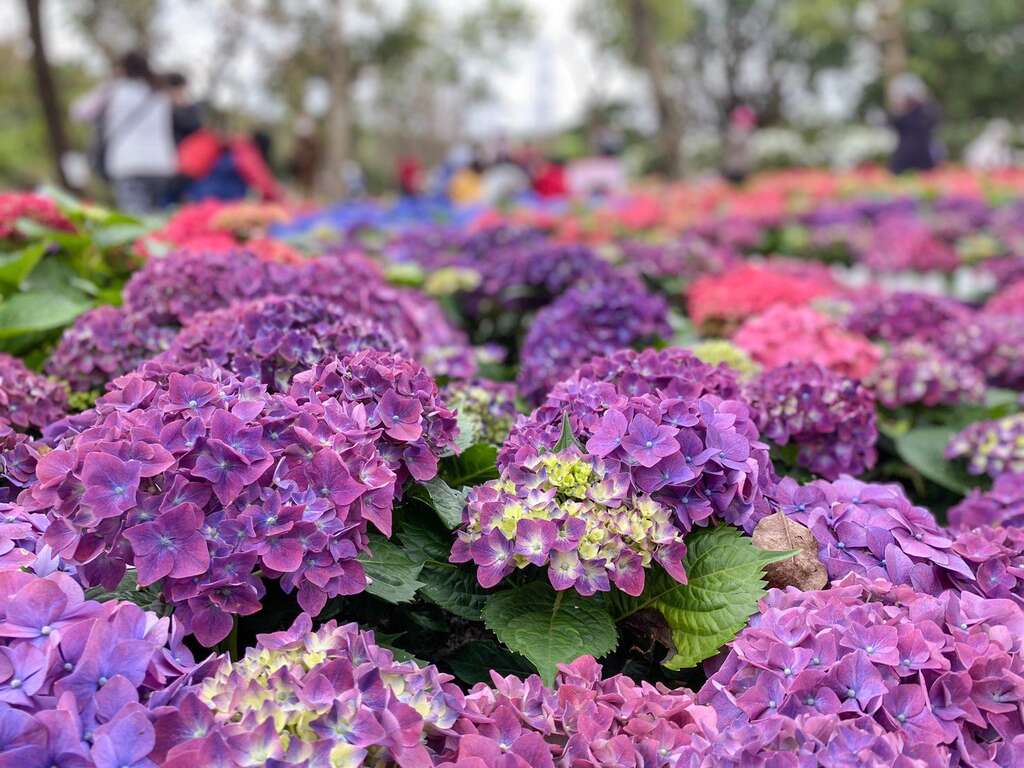 Mùa hoa đỗ quyên tại Đài Bắc (2022) đang diễn ra
