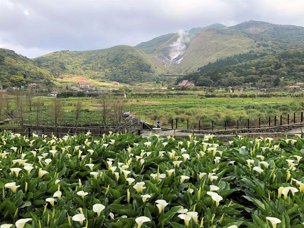 竹子湖海芋
