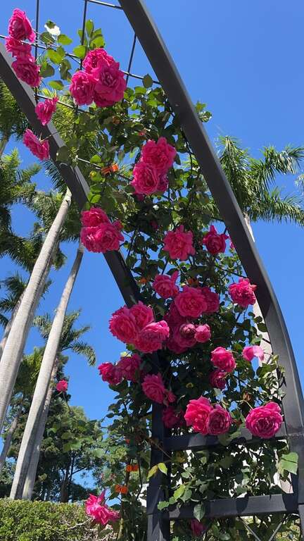 「大遊行」深桃紅色的花朵十分受歡迎。