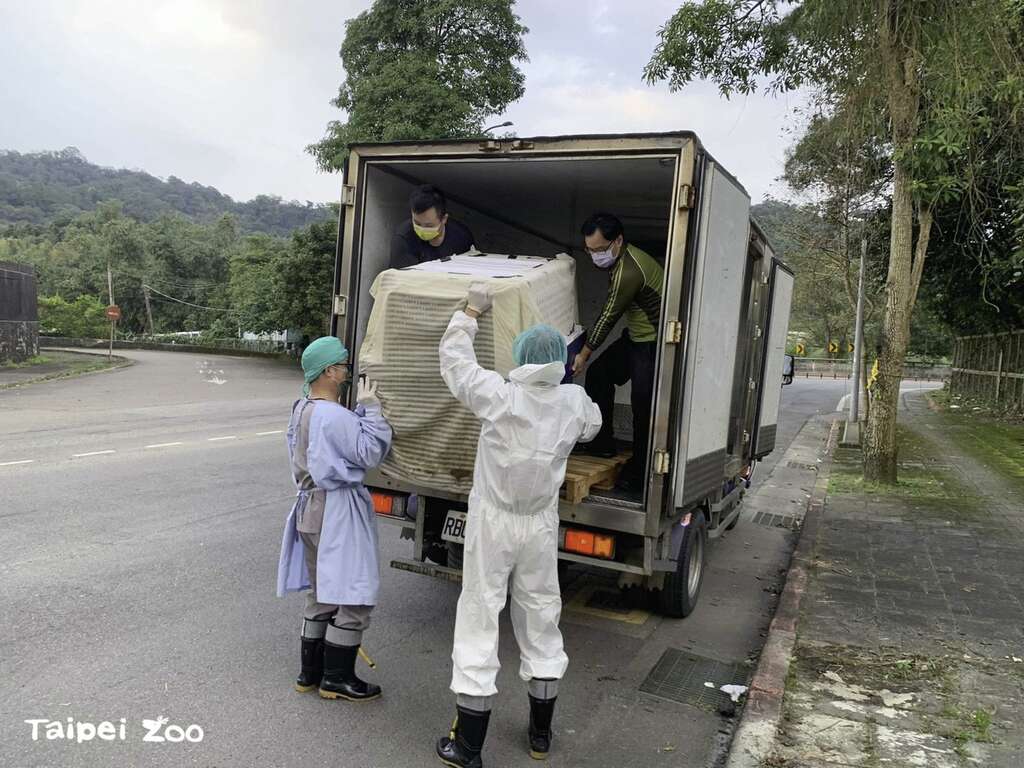 大食蟻獸「三平」搭乘中華航空公司的班機降落在桃園國際機場,並在晚間5點多平安抵達臺北市立動物園(張東君攝)