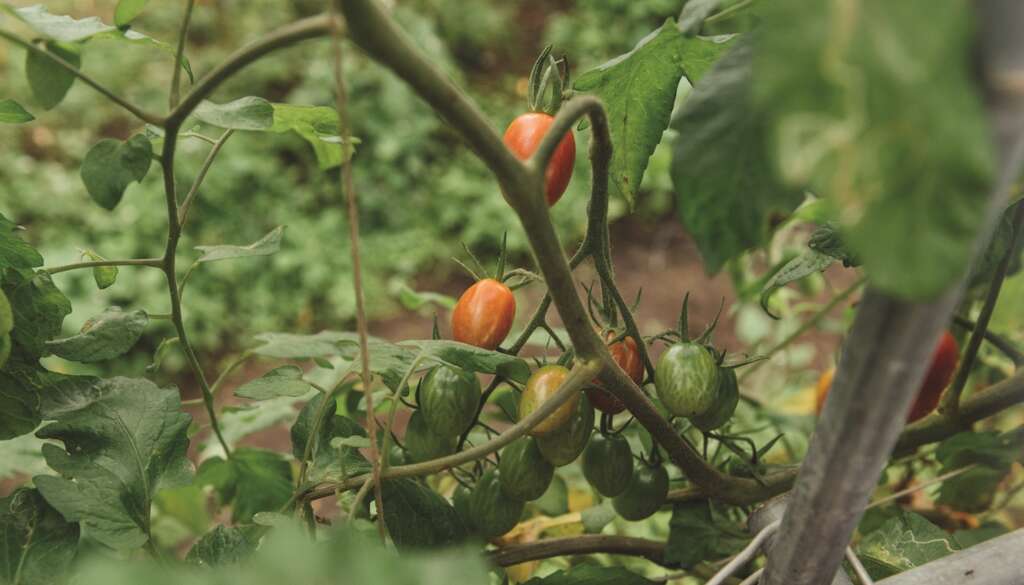 tomatoes