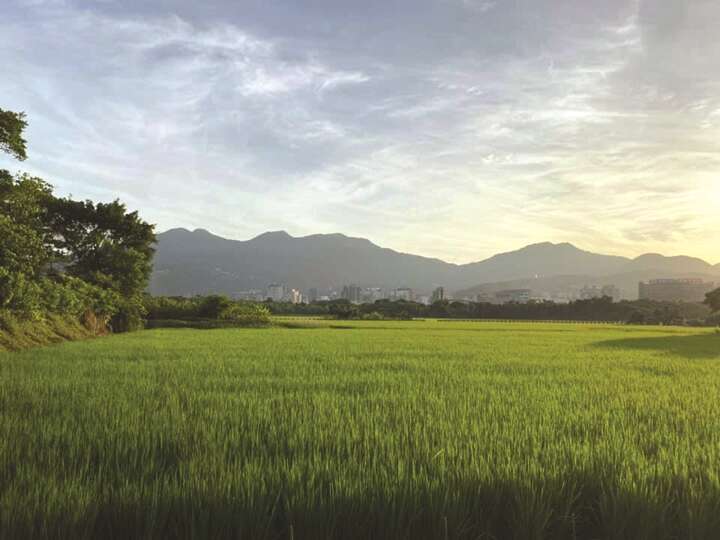 2.八仙六代 (Copy)