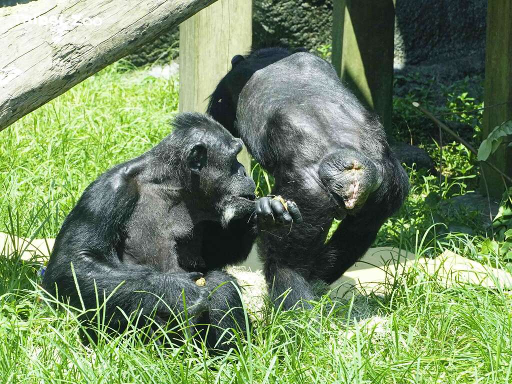 了解黑猩猩间传递繁衍重要讯息的「性皮肿胀」，就不会被误解为「好恶烂」、「脱肛」、「烂屁股」