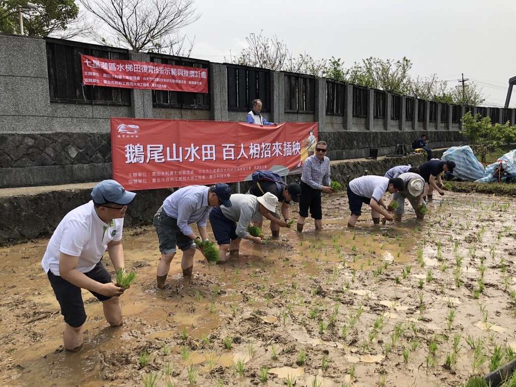 往年插秧活动
