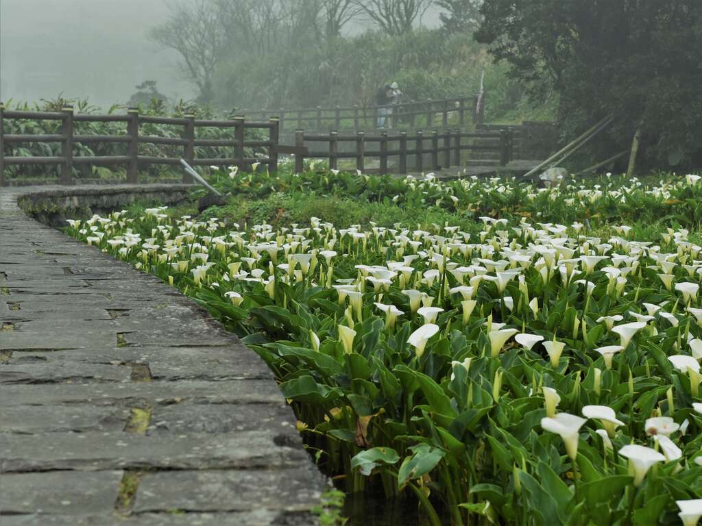 步道旁的海芋田