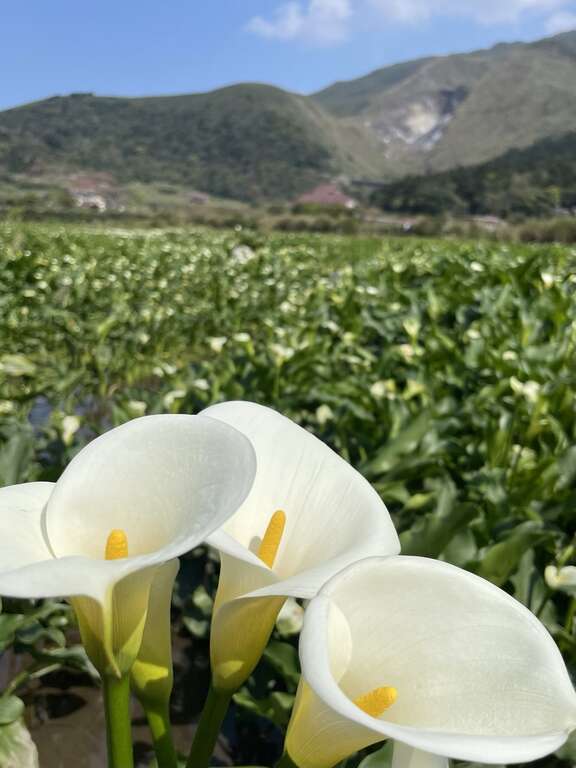近賞海芋花遠眺小油坑