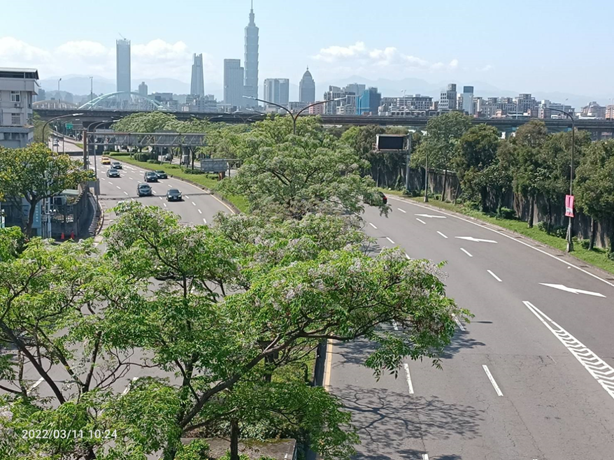 堤頂大道有著最經典楝樹林蔭景觀
