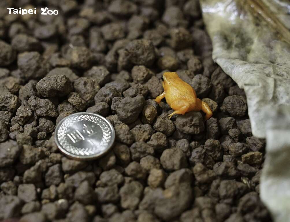 金曼蛙比一元硬币还小