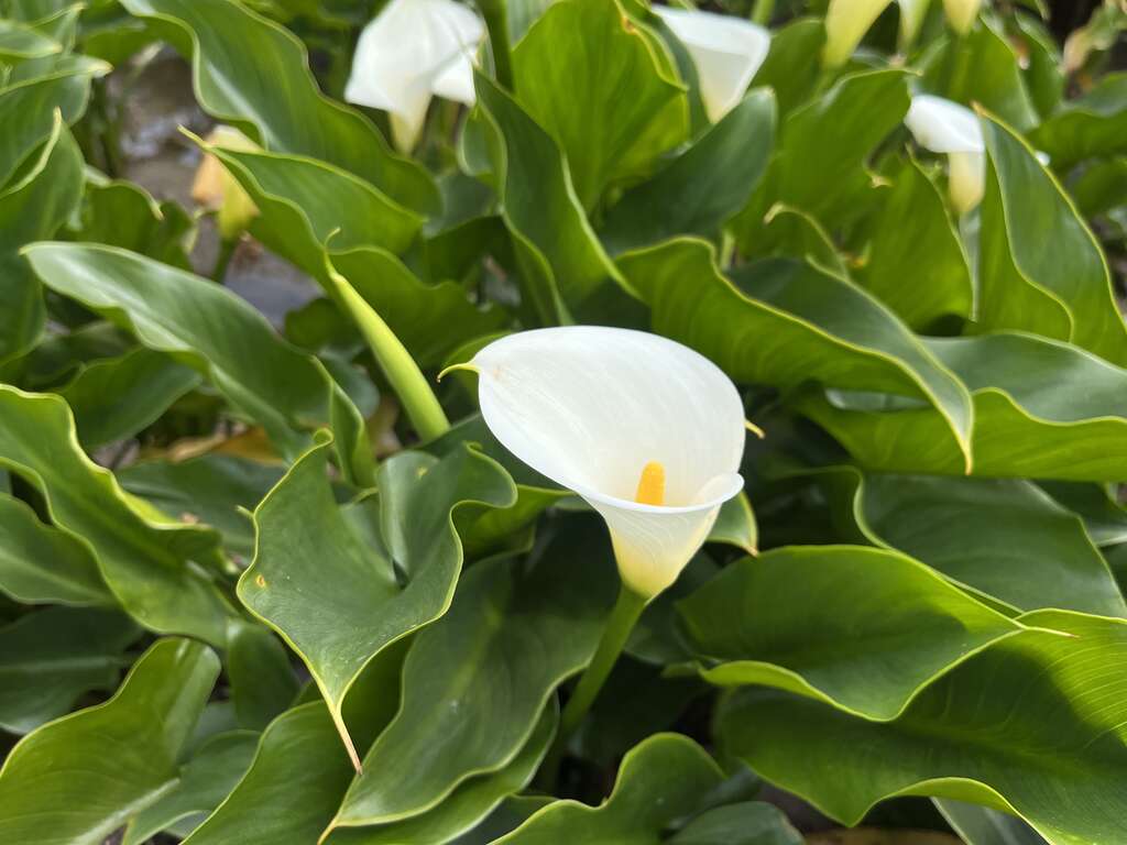 直挺高雅的潔白海芋