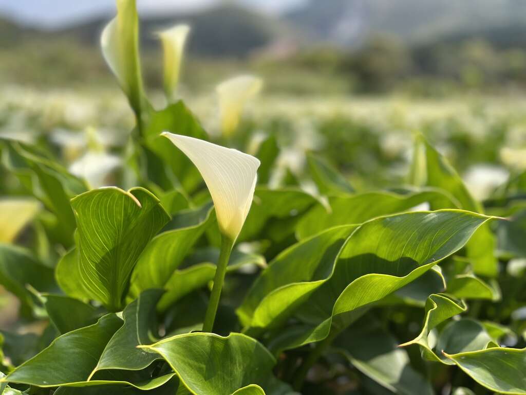 海芋側面線條近照
