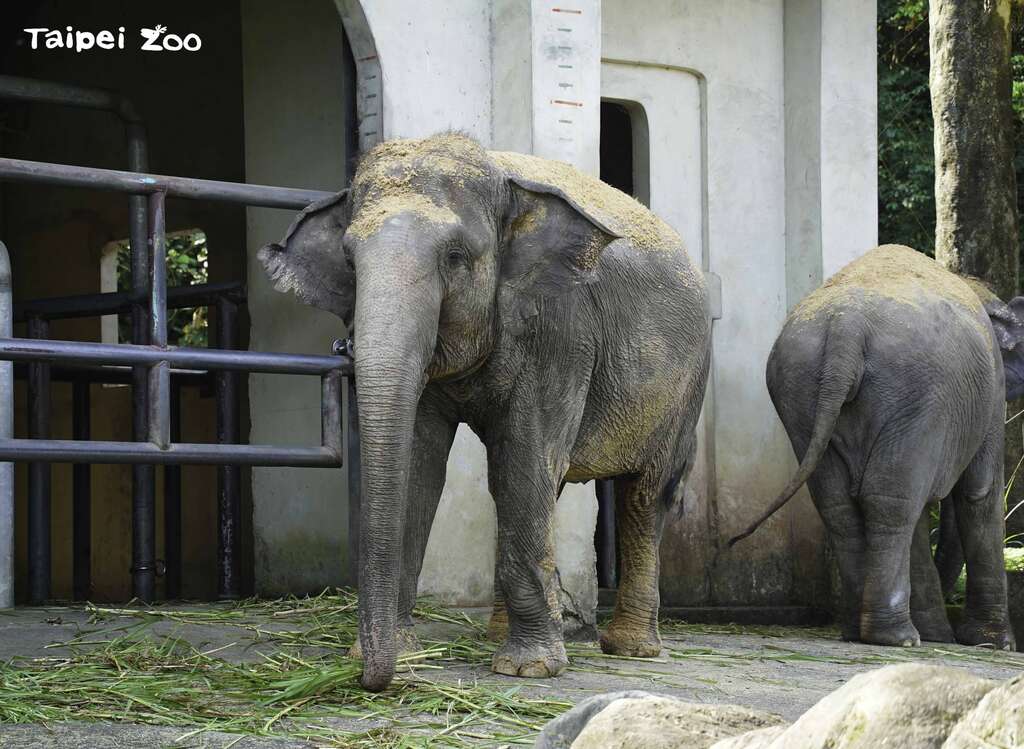 亚洲象的母象象牙短不外露(左：「友信」、右：「友恺」)