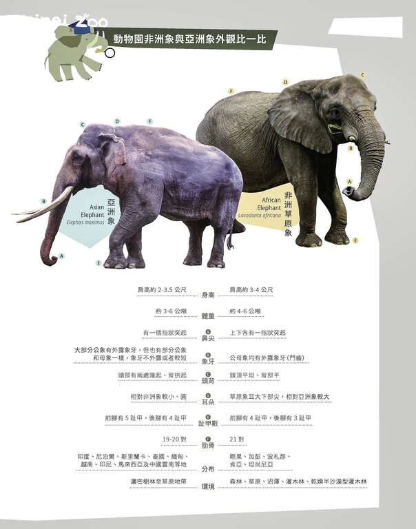 亞洲象與非洲草原象外觀比一比