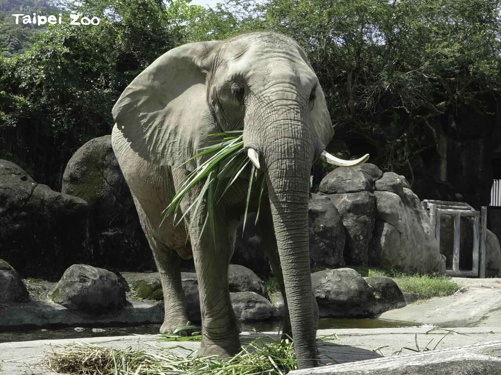 非洲草原象公母象均有外露的象牙(門齒)(「美代」)