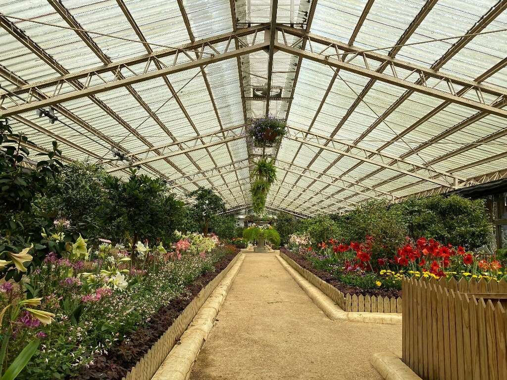 大茶花温室布置了多种孤挺花