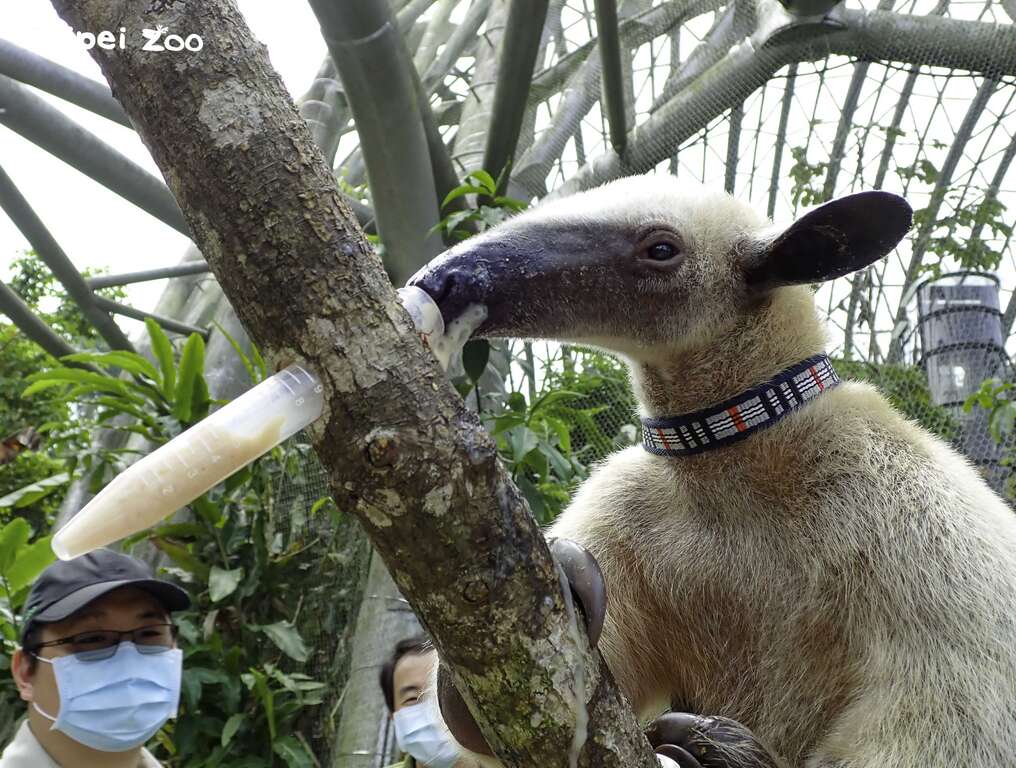 小食蚁兽的「动物保母讲古」在热带雨林区翡翠森林装置艺术旁进行