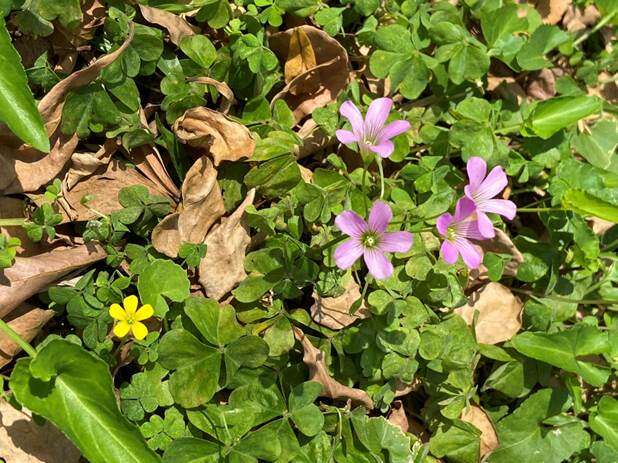 「黃花酢醬草」同框「紫花酢醬草」