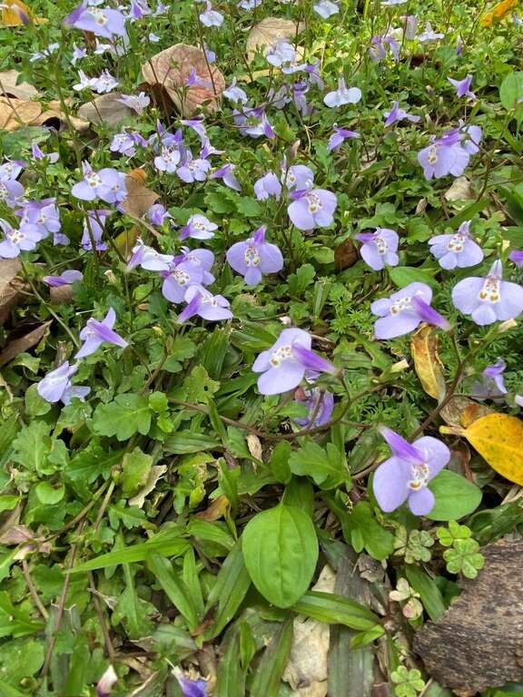 「通泉草」開花像藍紫色披巾迤邐大地