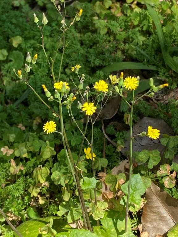 「黃鵪菜」隨風輕搖
