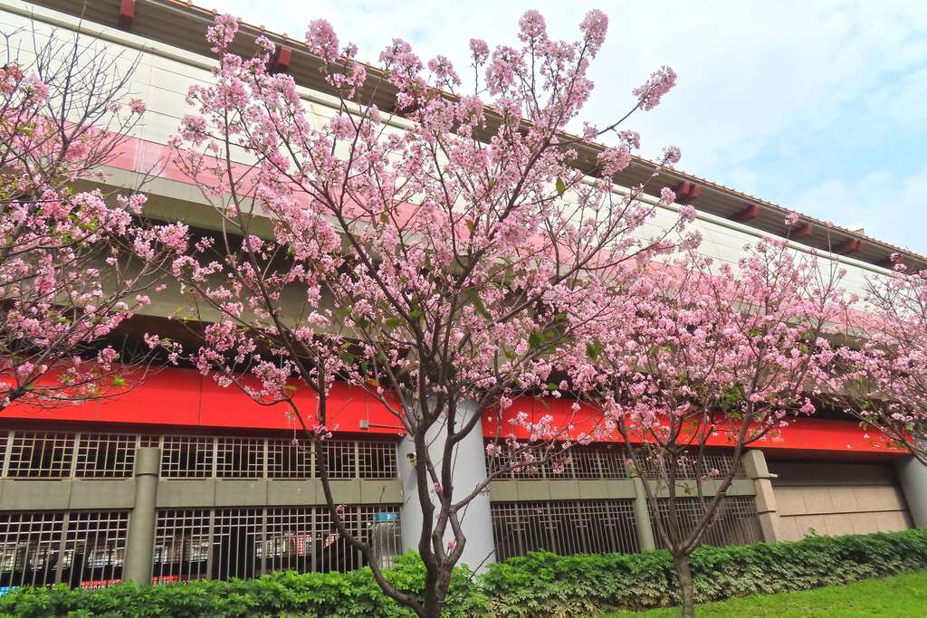 沿线樱花林呈现出北投区地方特色