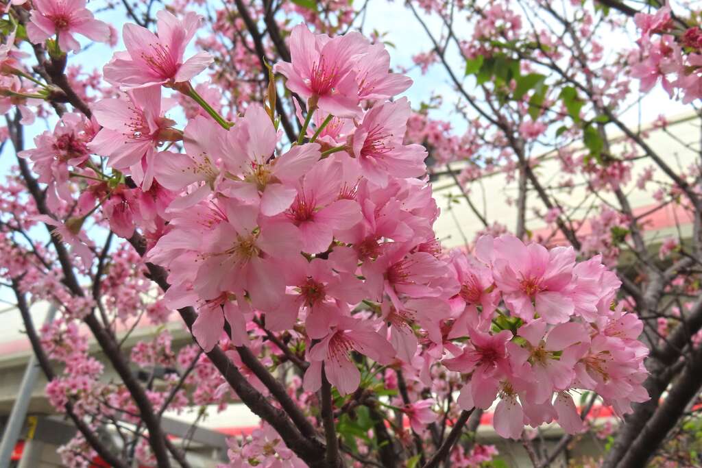 富士櫻花瓣末端有較明顯的缺刻為其特色