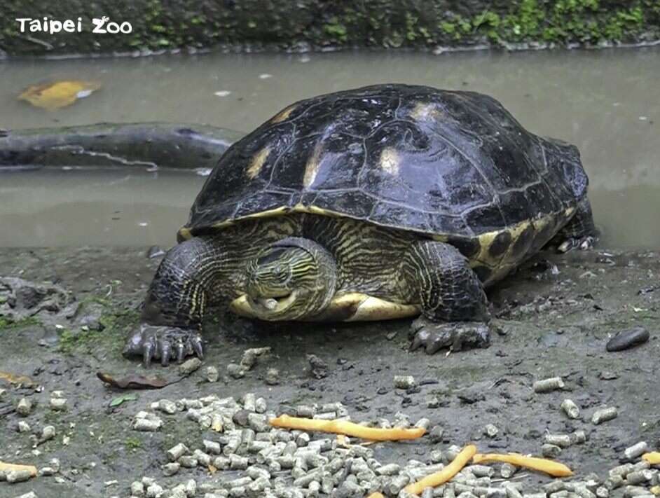 斑龟又名长尾龟，成年个体体长约20-30公分，主要分布在台湾、越南及中国大陆沿海一带