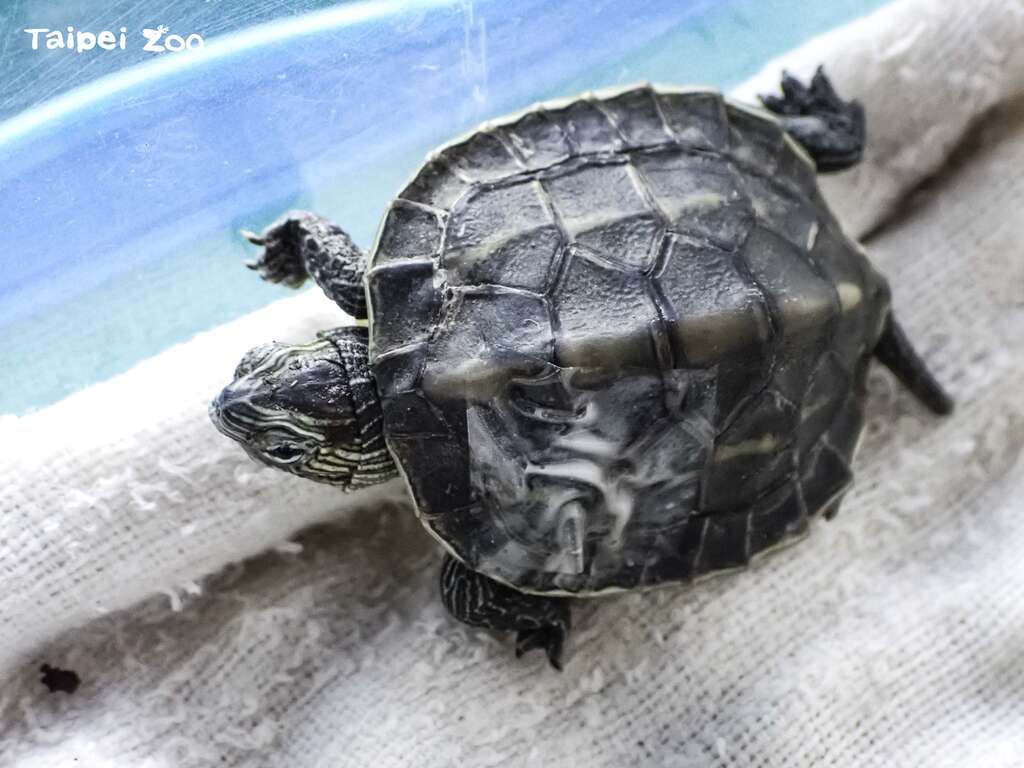 尽管兽医师努力救治，但最後斑龟宝宝仍因伤重而不幸死亡