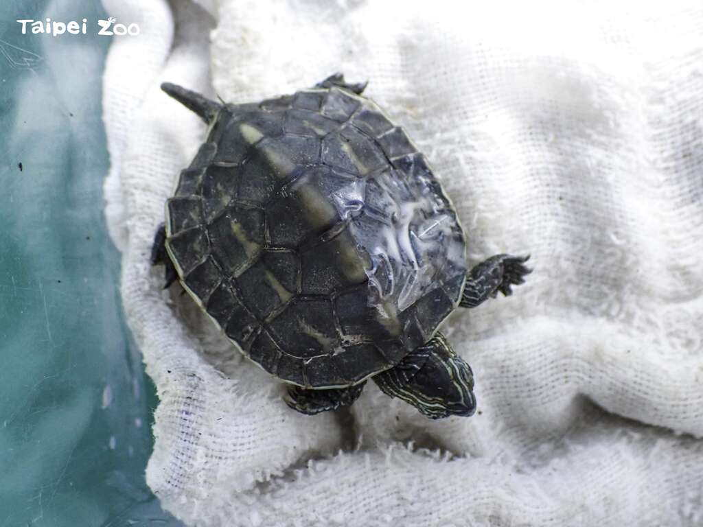 兽医师根据伤势研判，应是外力造成背甲破损