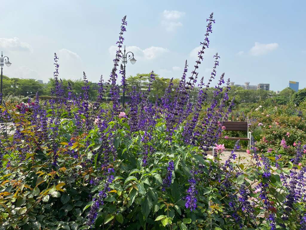 「紫雲鼠尾草」穗花狀花穗達可30至40公分長。