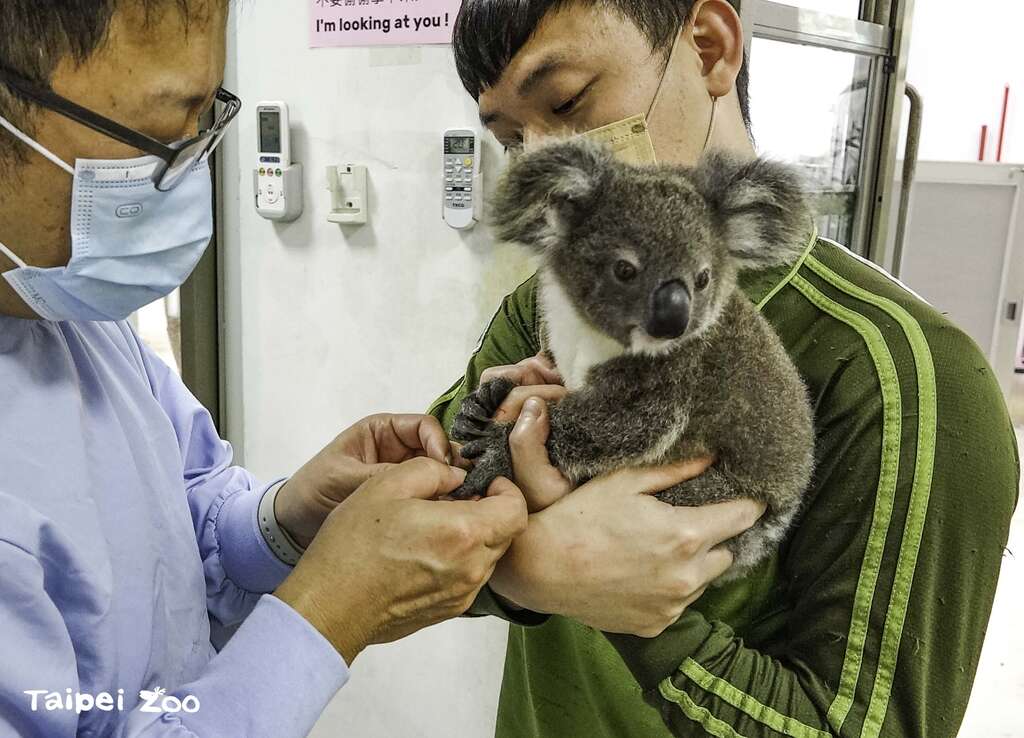 无尾熊宝宝近期健检後的结果亦呈现健康状态，让照养团队总算可以稍微放下心中的大石