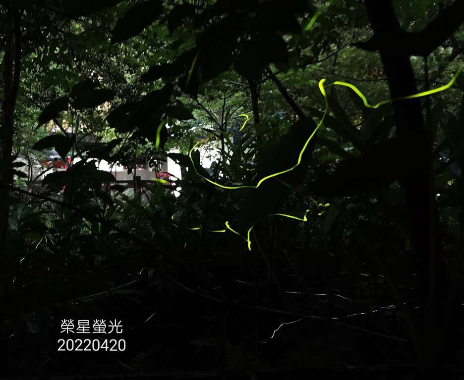 「2022臺北市螢火蟲季」志工幹部拍出璀璨螢光。(榮星花園公園生態守護志工隊劉純娥拍攝)。