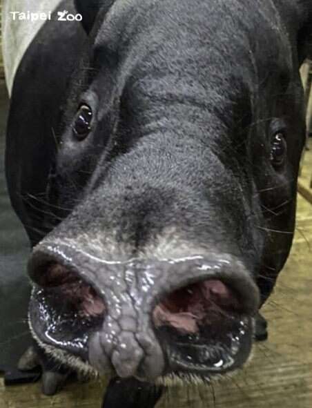 「貘樹」：保育員，請問女生是不是都喜歡鼻孔大大的男生？保育員：呃...這應該會因人而異吧？！（蔣安杰攝）