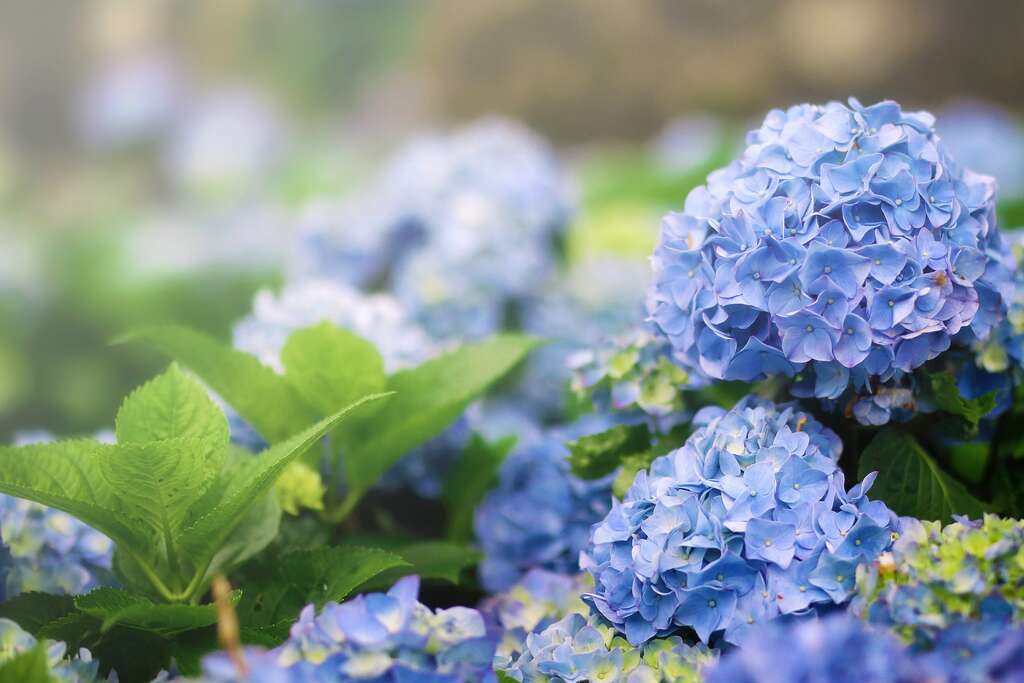 2022竹子湖繡球花季(圖片來源_北投區農會)
