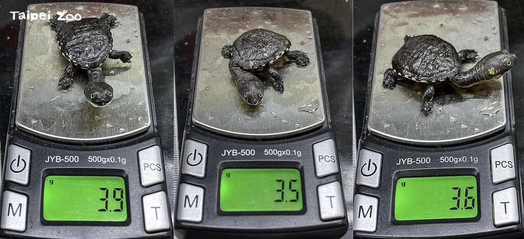 今年孵化的蛇颈龟宝宝体重约3.5-3.9公克，重量比去年孵化的2只个体成长约20%（杨志平摄）