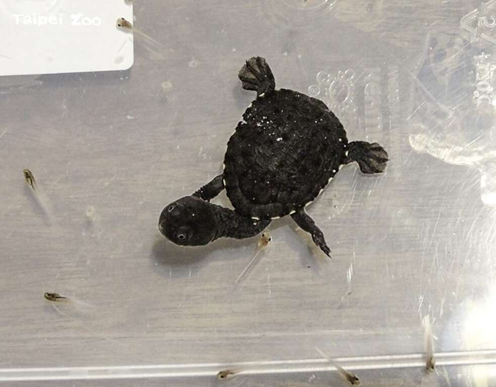 蛇颈龟宝宝捕食斑腿树蛙的蝌蚪