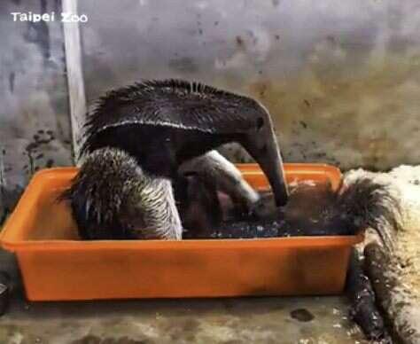 大食蟻獸把整個身體泡在盆子裡並且運用前肢在水裡梳理毛髮（「口袋莎」-林育欣提供）