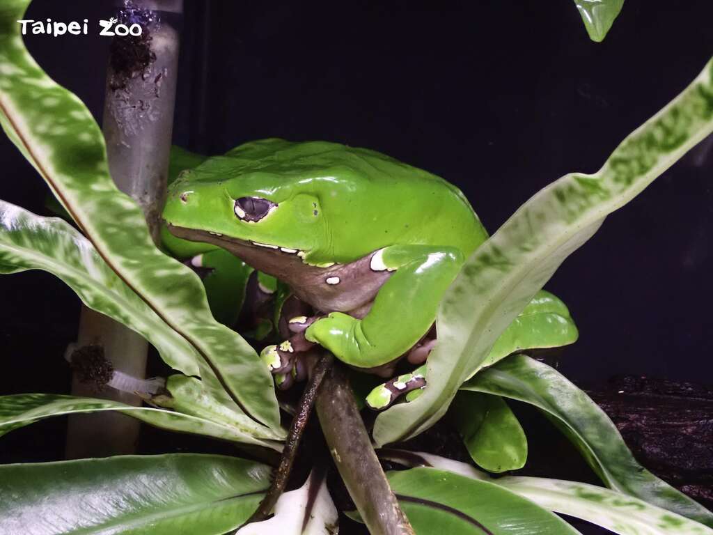 青蛙的身体表面则较为光滑，皮肤能帮助呼吸，摸起来湿湿黏黏的（巨人猴树蛙）
