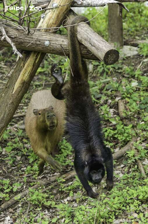黑吼猴被称作「第五只手」的强韧尾巴，能够卷握住枝干支撑全副身躯重量（詹德川摄）