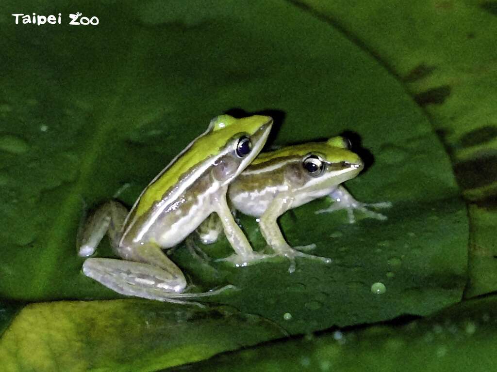 今年(111年)幸運記錄到雄性臺北赤蛙爭取地盤時所發出的短促音，及為了佔領最佳求偶鳴叫位置的畫面