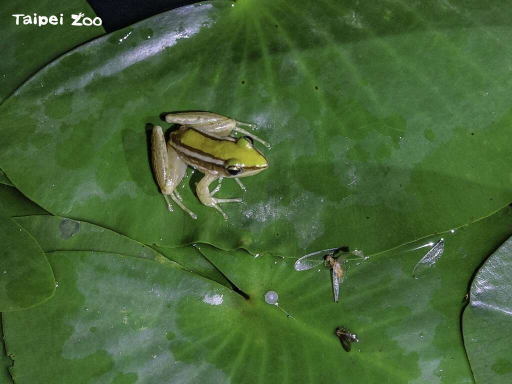 在梅雨季節出沒大量的白蟻，能夠讓臺北赤蛙成蛙飽餐一頓