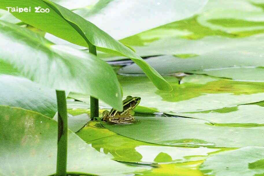 希望臺北赤蛙能早日重返野外棲地