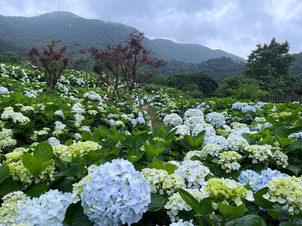 雲霧中的白色花海