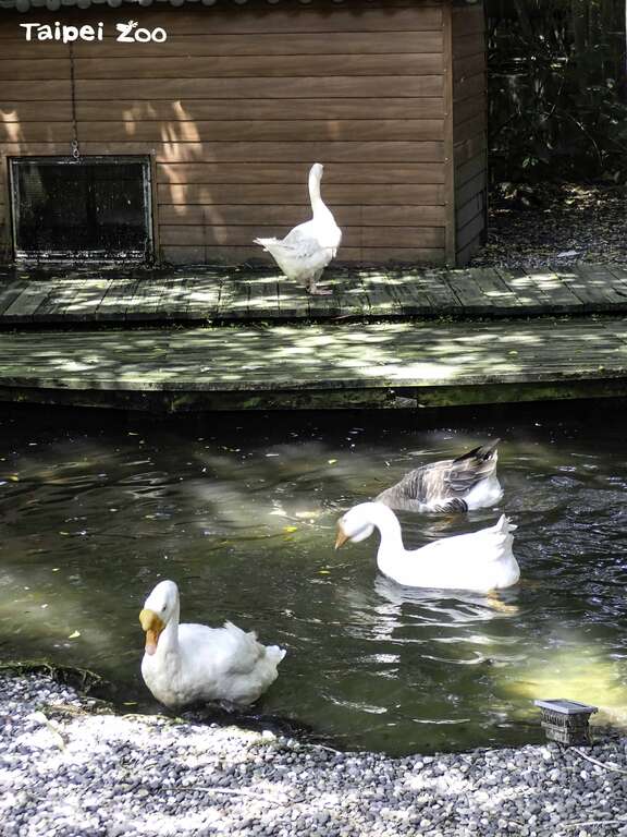当大家都进到水池洗澡的时候，不下水的鹅自顾自的在岸上闲晃