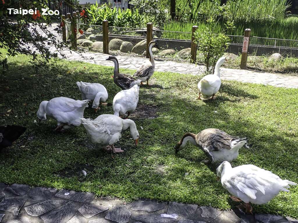 鵝群喜歡在草地上晒太陽和覓食