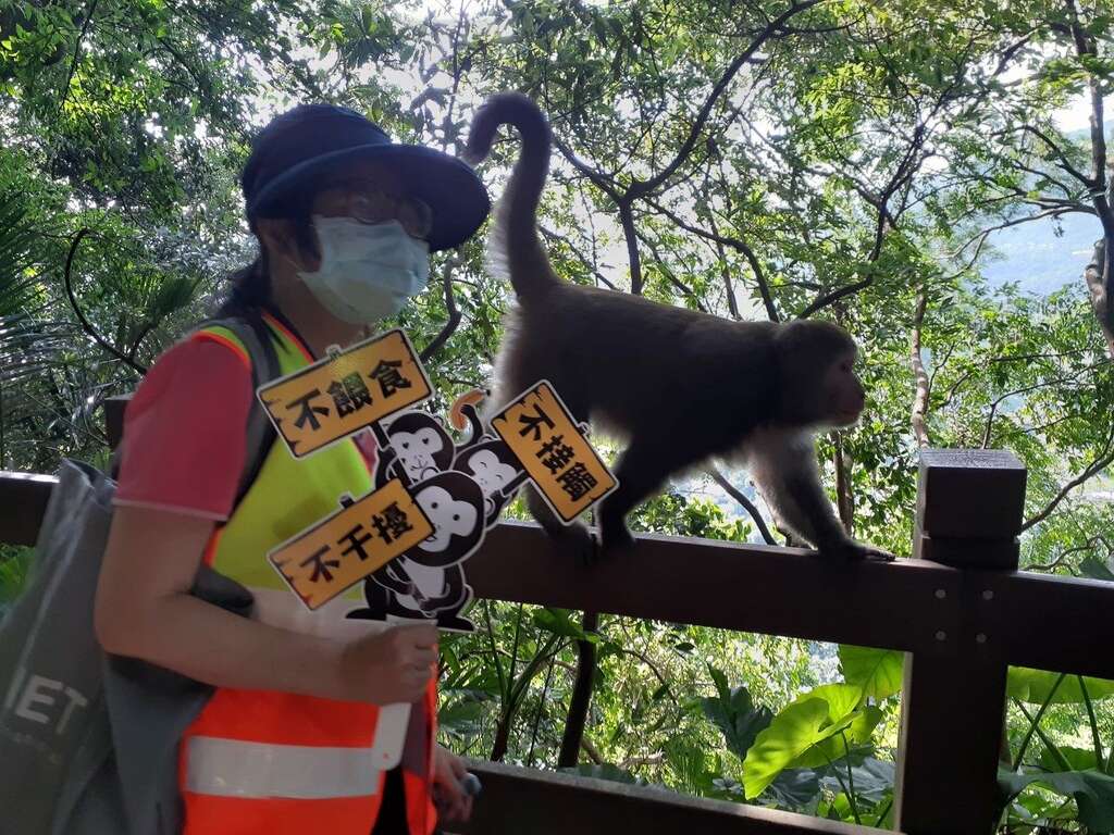 在天母古道与猕猴擦身而过