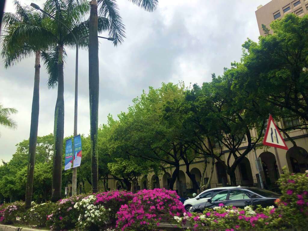 仁爱路椰子与杜鹃构成美景