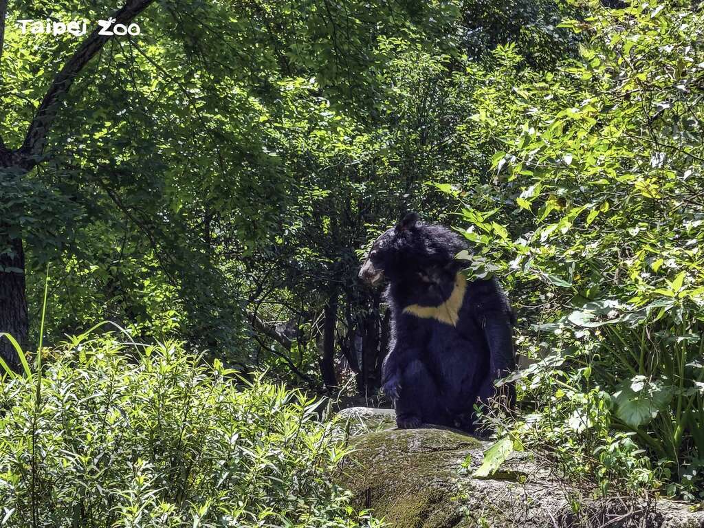 亚洲黑熊是独居型动物，动物园除了尽可能地提供牠们活动空间，也努力丰富场内的自然环境（詹雅婷摄）